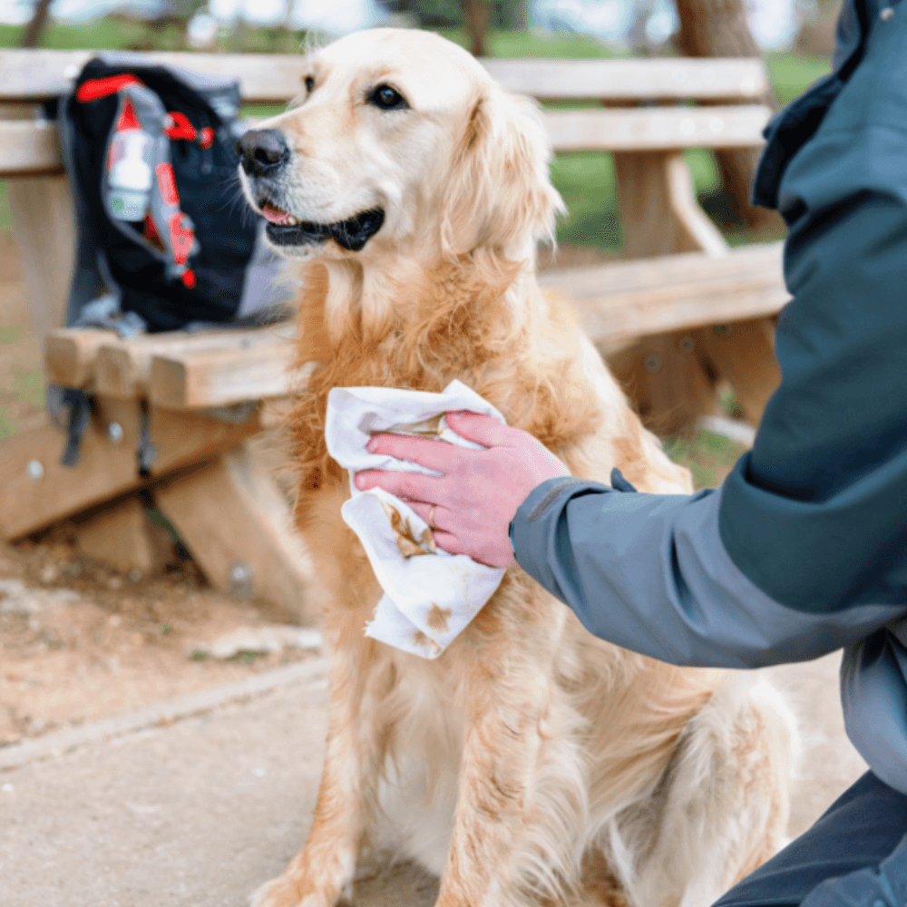 Allerderm Foam Cleanser for Dogs
