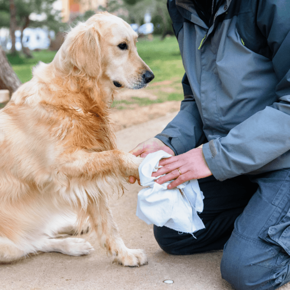 Allerderm Foam Cleanser for Dogs