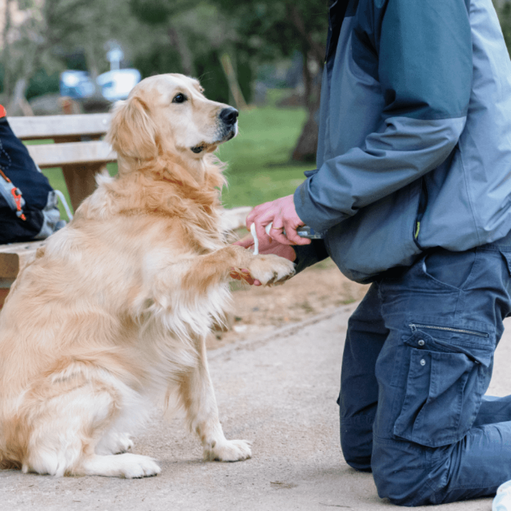 Allerderm Foam Cleanser for Dogs