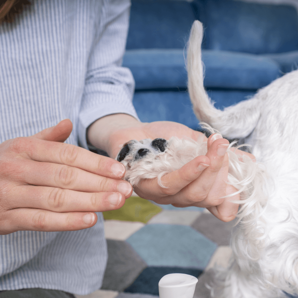Allerderm Foam Cleanser for Dogs