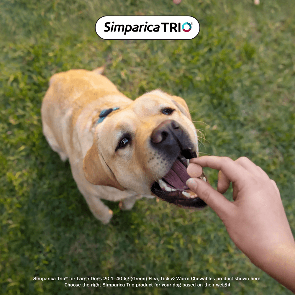 Simparica TRIO for Extra Small Dogs 2.6–5.0kg (Purple) Flea, Tick & Worm Chewables