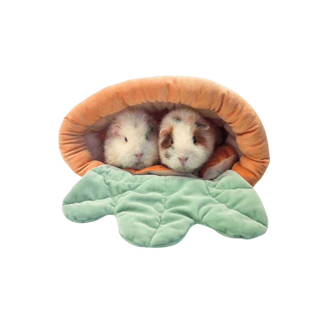 Cuddly Carrot Bed Guinea Pig Sofy Bed