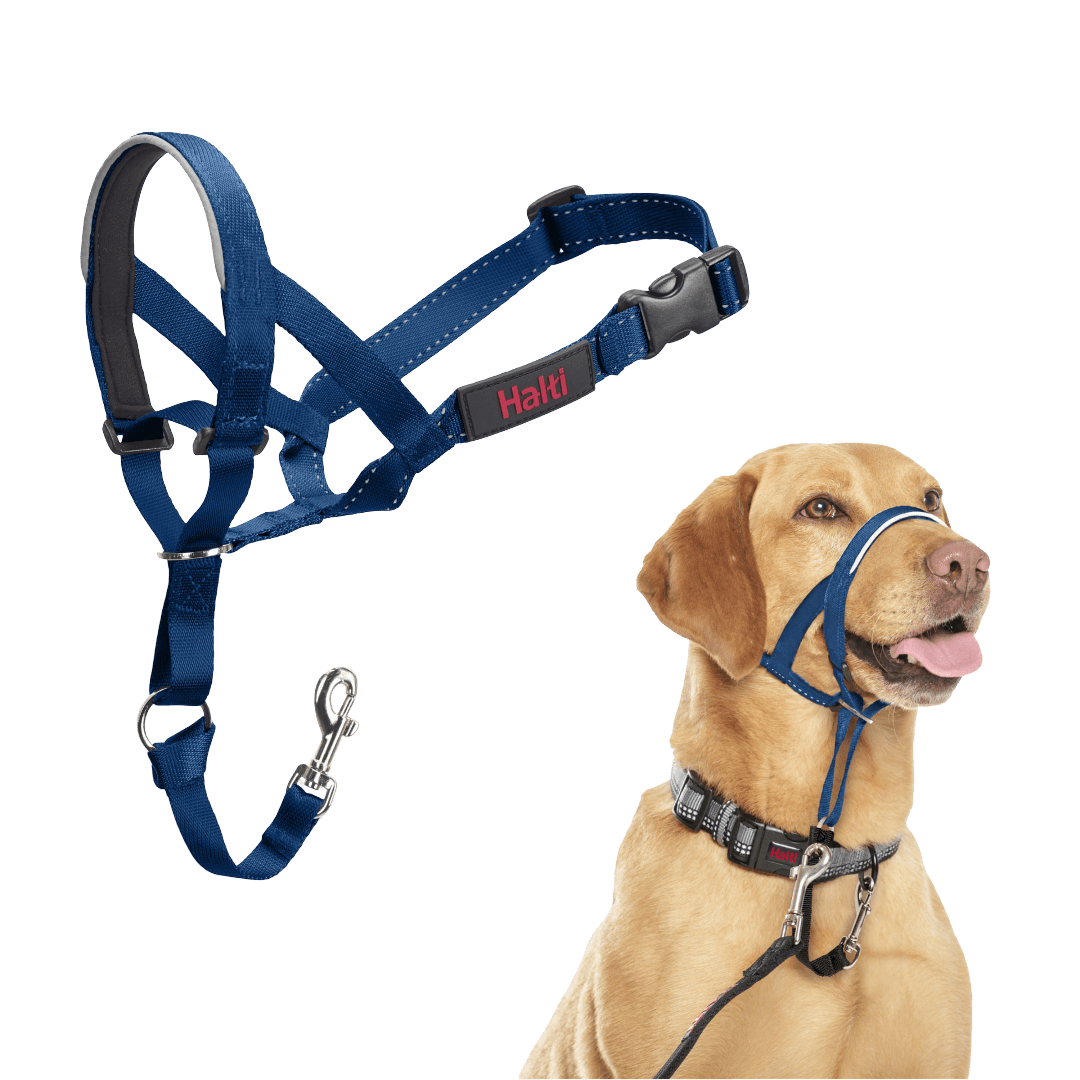Dog Head Collar in Cobalt Blue