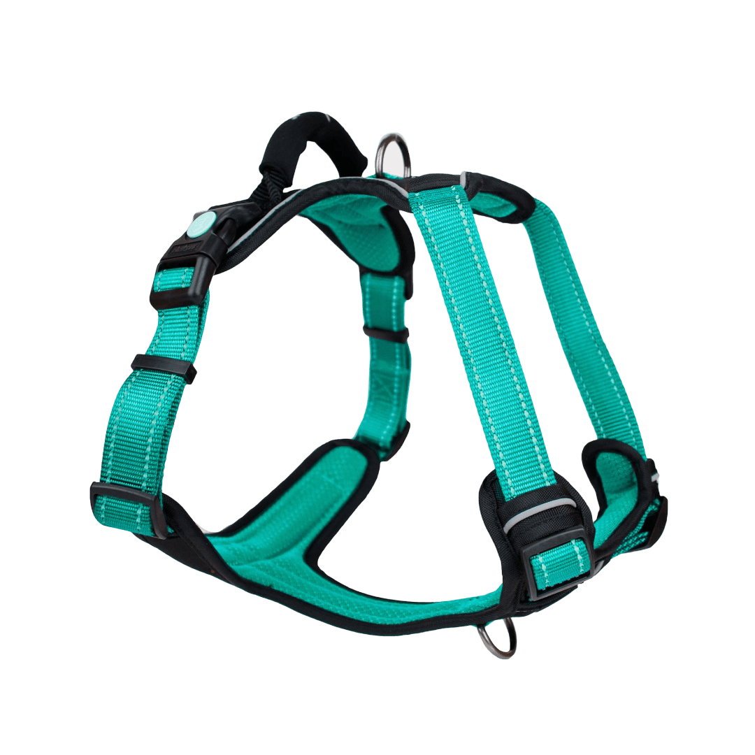 Ultimate Dog Harness in Ningaloo