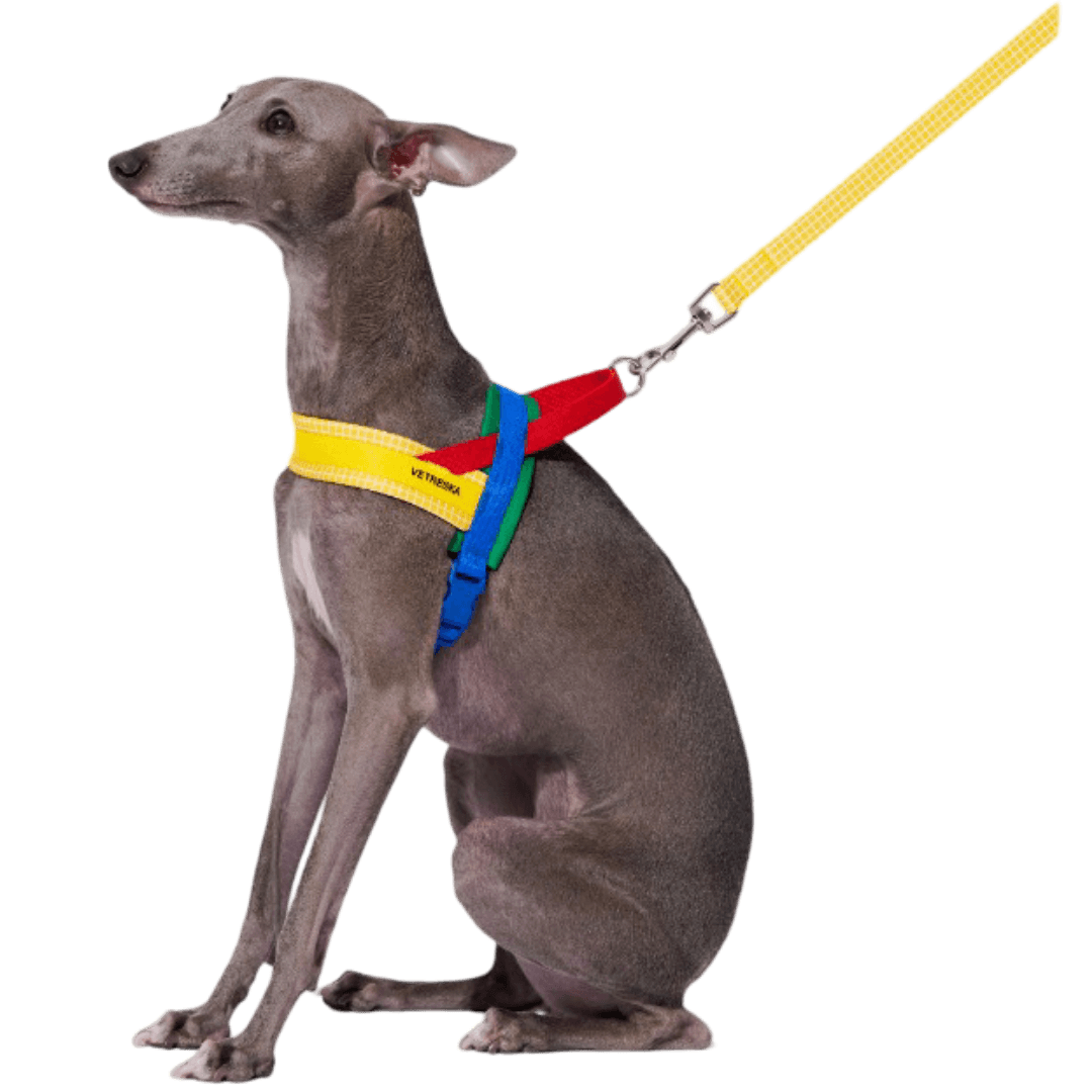 Dog Harness And Lead Set in Chroma
