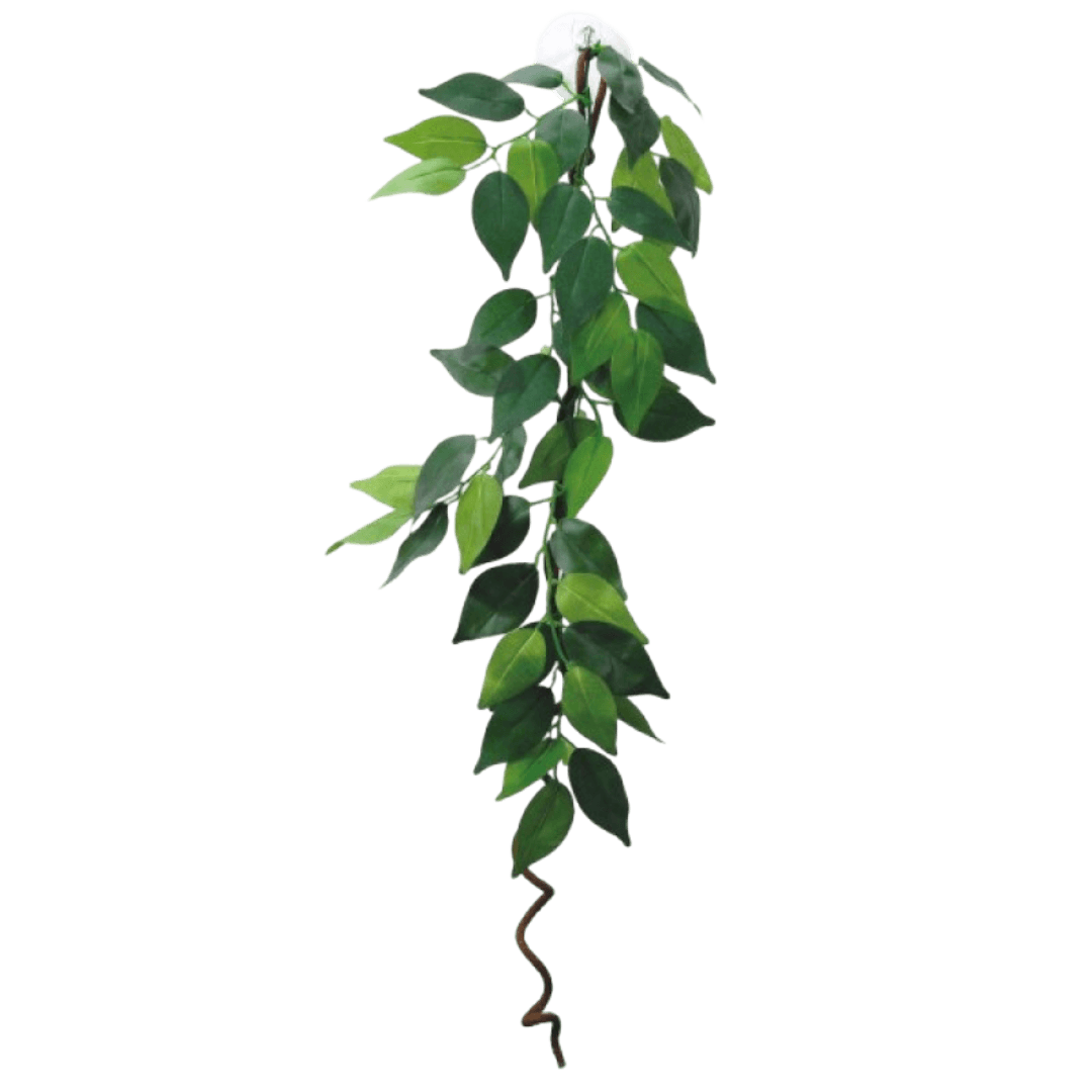 Hanging Ficus With Vine Plant Decor