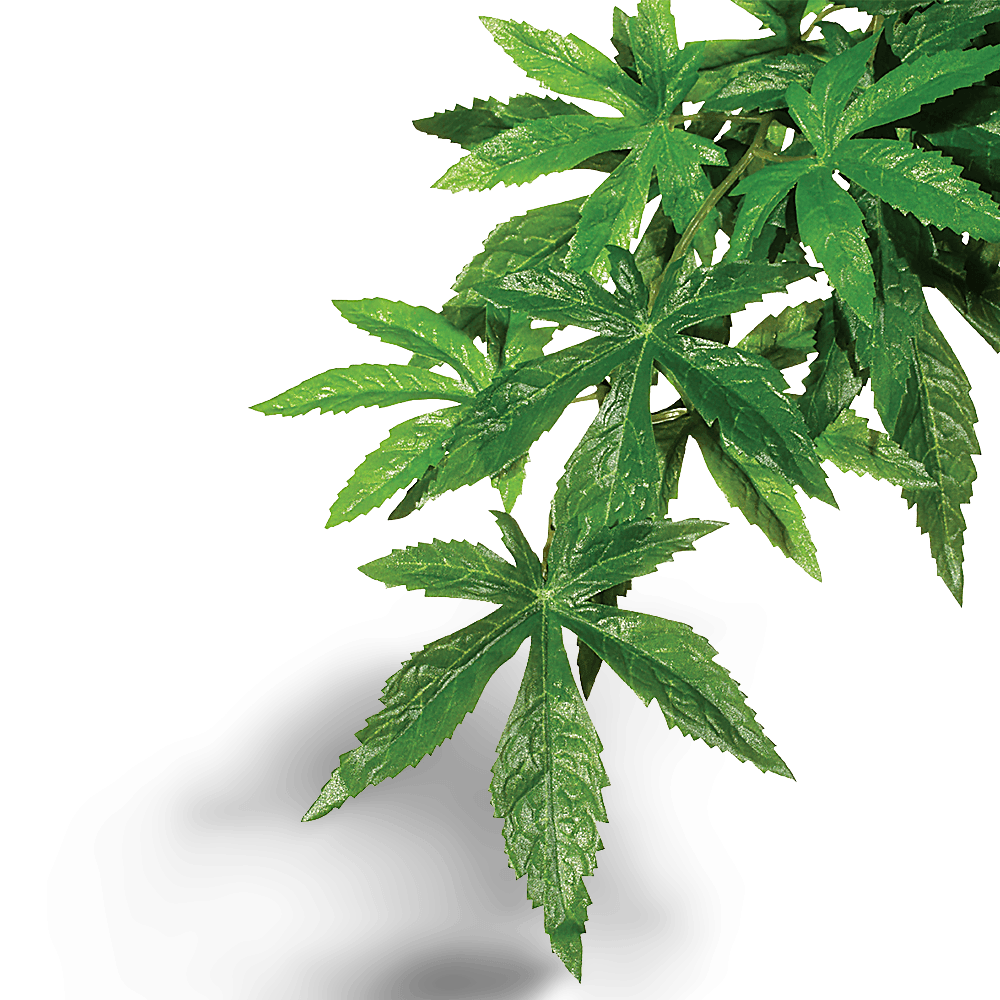 Forest Plant Abutilon for Terrariums