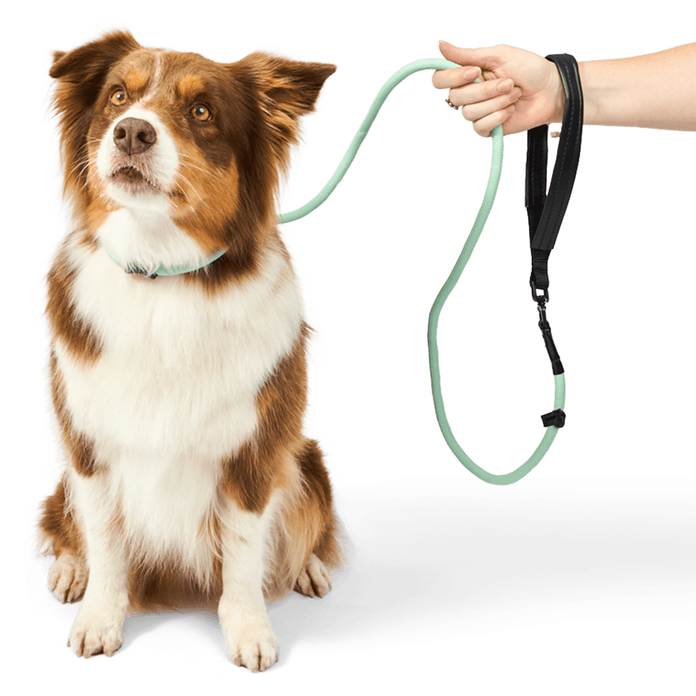 Leather Rotatable Handle Dog Lead in Sage