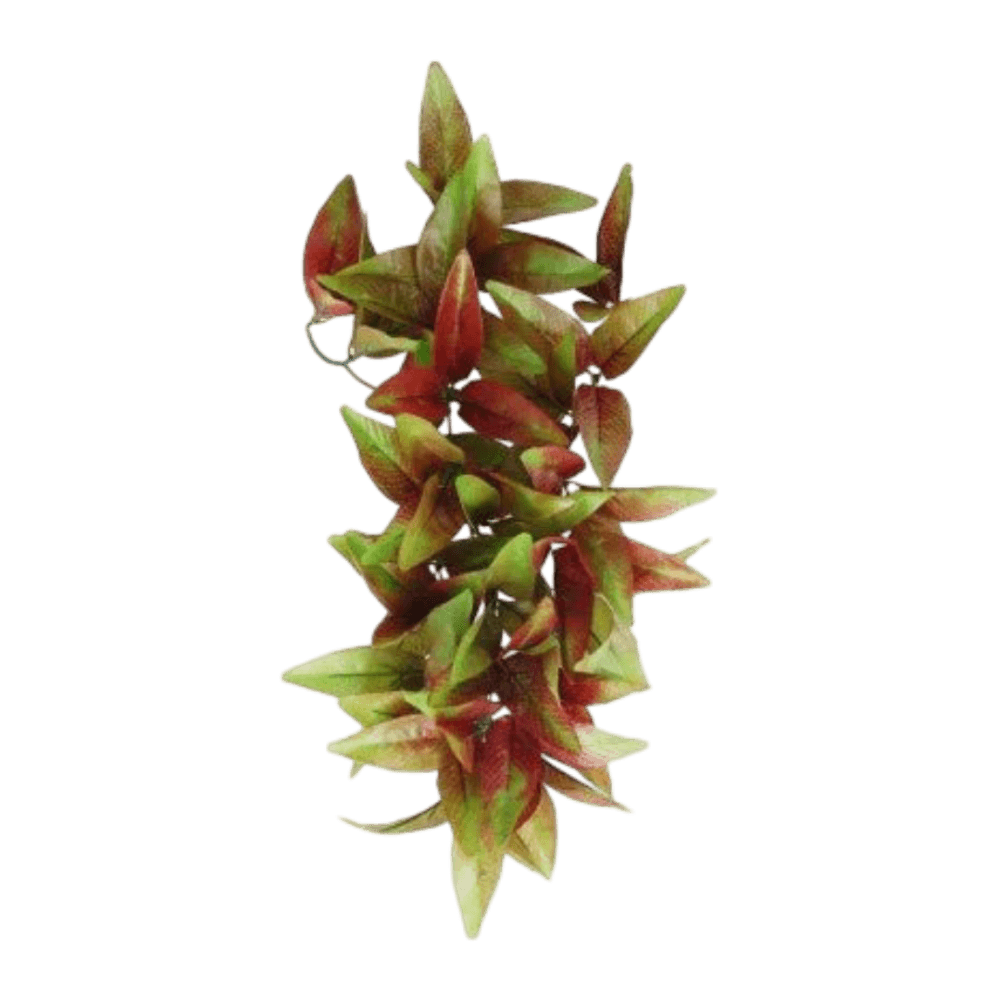 Hanging Radiating Star Plant Decor
