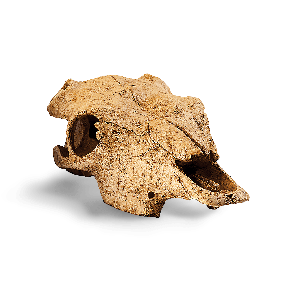 Buffalo Skull Hide for Terrariums