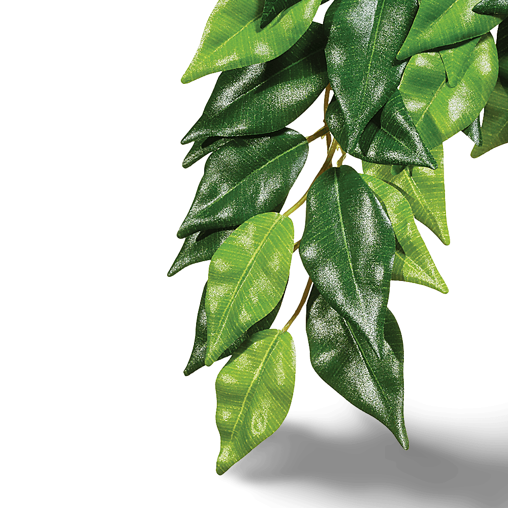 Forest Plant Ficus for Terrariums