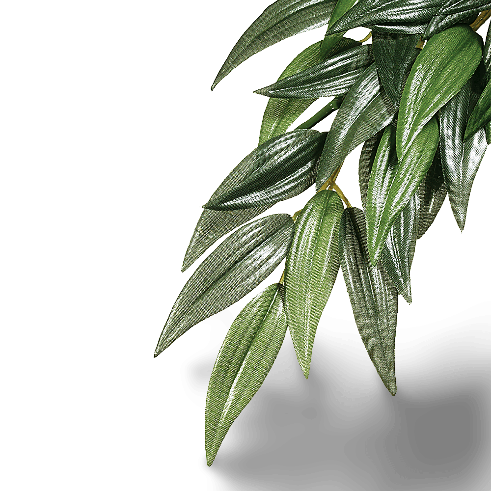 Forest Plant Ruscus for Terrariums