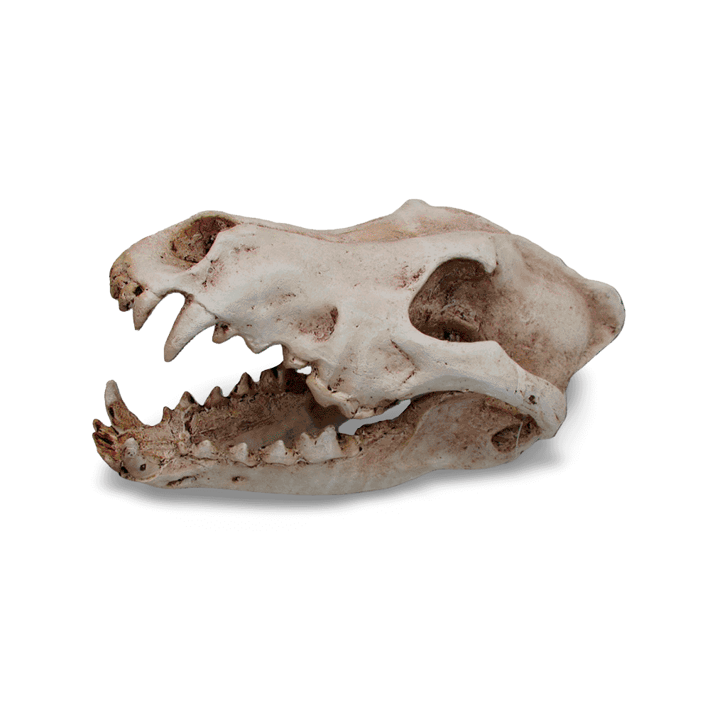 Wolf Skull Reptile Hideaway