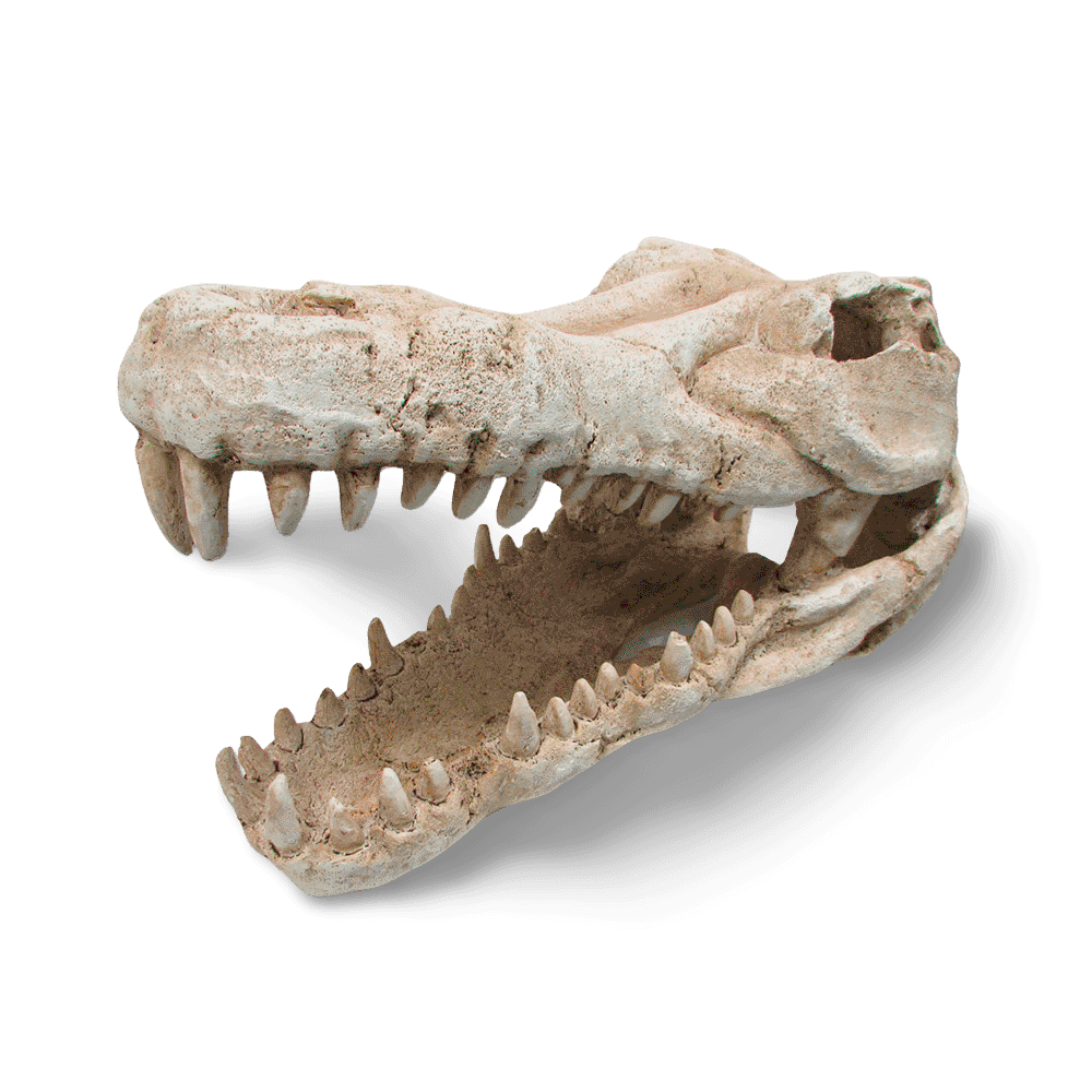Croc Skull Ornament for Terrariums