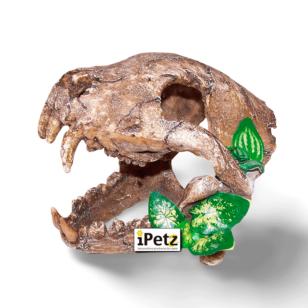 Urs Skull With Big Canines