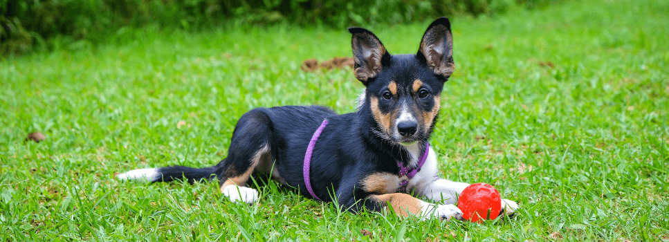 How to Feed a Working Dog | Pet Better with Pet Circle