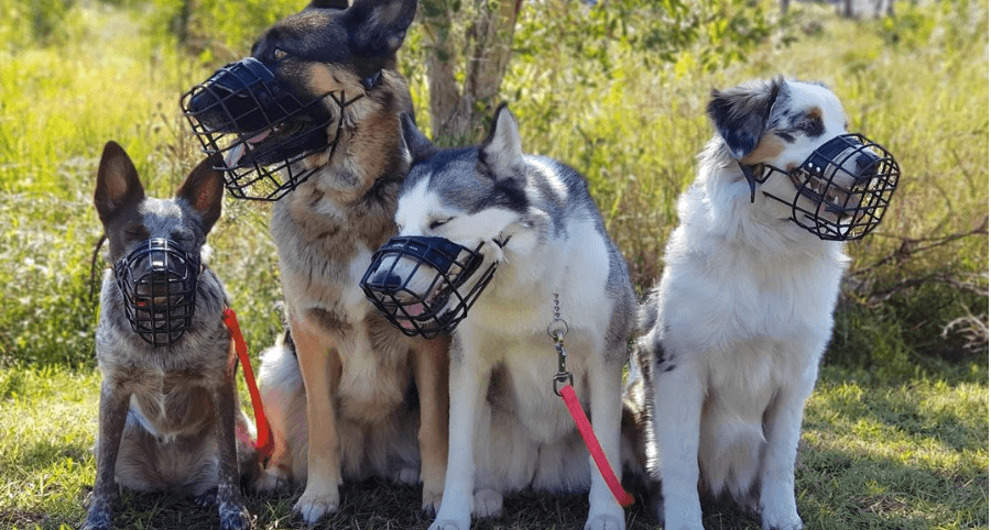 Muzzle Training Your Dog Pet Better With Pet Circle